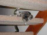 Open Stairs, with Cat