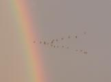 Rainbow Flock