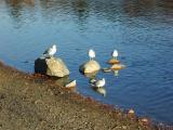 Seagulls on Stones