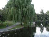 Willow at Dusk