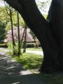 Big Tree, Pink Tree