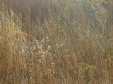 Newburyport Grasses