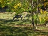 Field, with Zebras