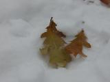 Leaves in Snow