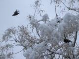 Starlings in Winter