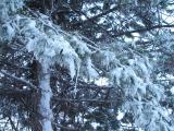 Frosted Evergreen