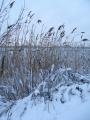 Triangle of Grasses