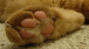 Cats Paw