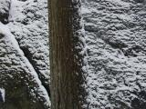 Dusting on Tree and Rock