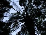 Radial Palm