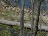 Boardwalk by the Pond