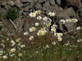 Daisies and Rocks