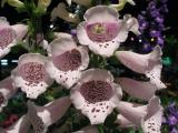 Foxgloves