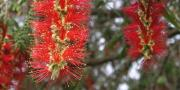 Tree Flowers