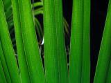 Green Fronds
