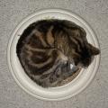 Cat in a Circle