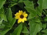 Beach Flower