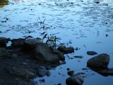 Lilypads by the Shore