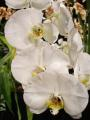 Moth Orchid