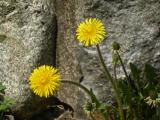 Two Dandelions