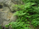 Cascade of Rock and Plant