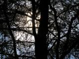 Backlit Pine