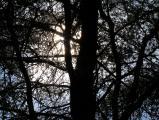 Backlit Pine