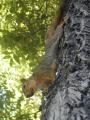Arboreal Squirrel