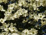 Dogwood