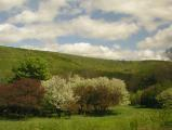 Idyllic Hillside