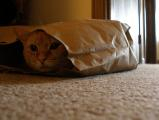 Cat in a Bag