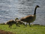 Goose and Two Goslings