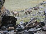 Bighorn Sheep