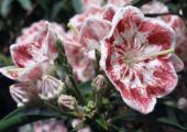 Mountain Laurel