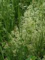 White Wildflowers