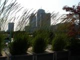 Rooftop Garden in the City