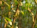 Strands of a Web