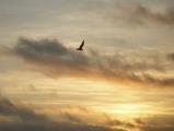 Soaring at Sunrise