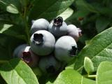 Blueberry Harvest