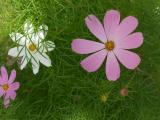 Pink and White Flowers