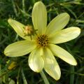 Yellow Flower and Bud