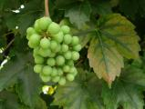 Grapes on the Vine