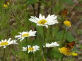 Daisies and Butterflies