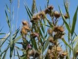 Thistles and Grasses