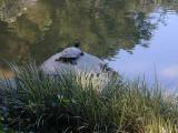 Basking Turtle