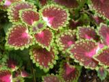 Coleus