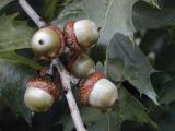 Acorns and Oak Leaves