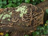 Fungus and Lichens