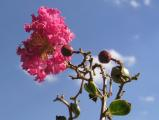 One Flower, Two Buds