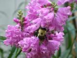 Bumblebee with Blossoms